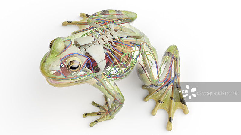 青蛙内脏结构图图片素材