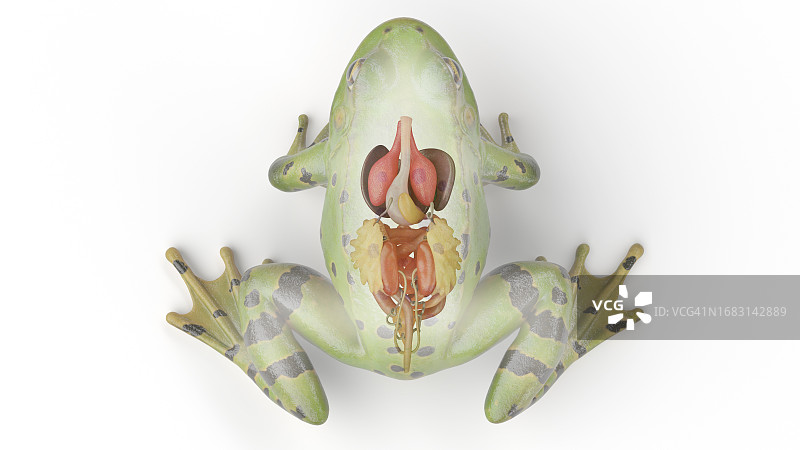 青蛙内脏器官插画图片素材