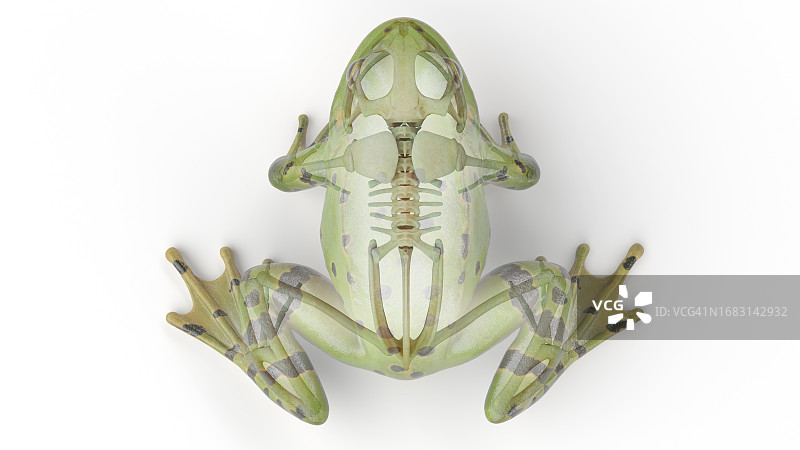 青蛙骨骼系统插画图片素材