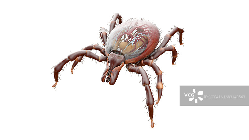蜱虫插画图片素材