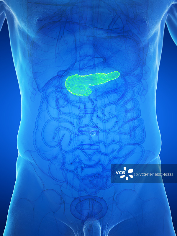 男人胰腺插图图片素材