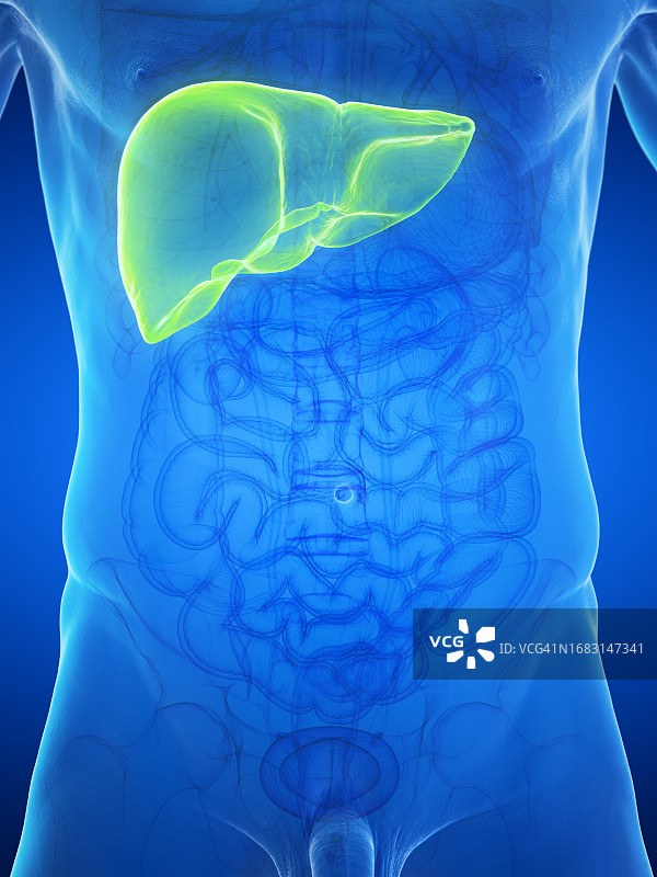 男性肝脏插图图片素材