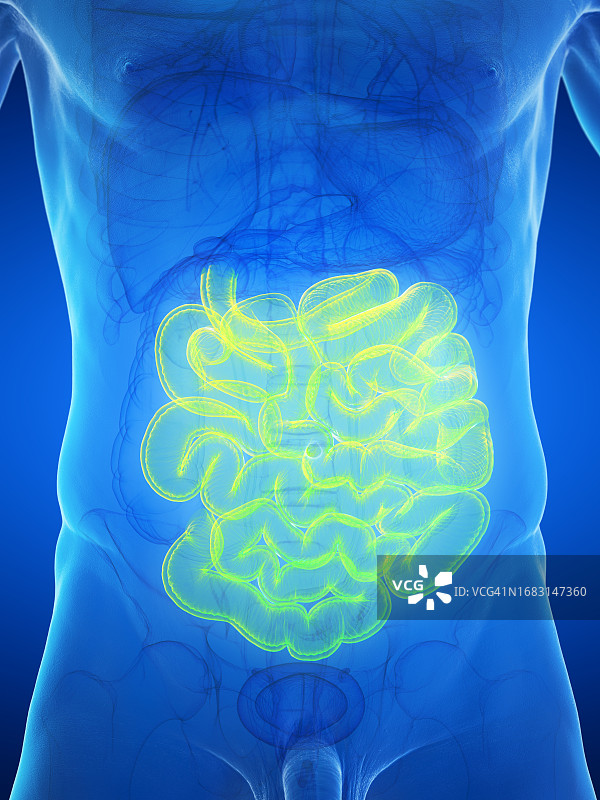 男性小肠，图示图片素材