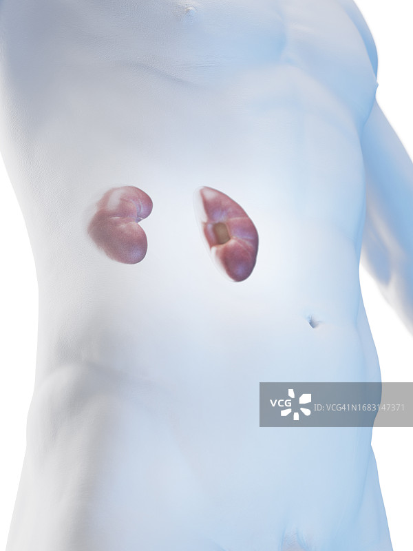 男性肾脏插图图片素材