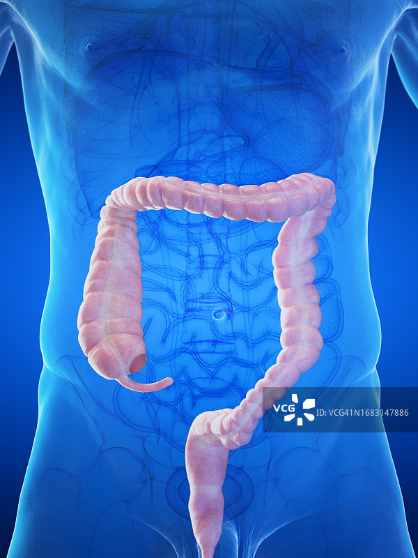 男性大肠插图图片素材
