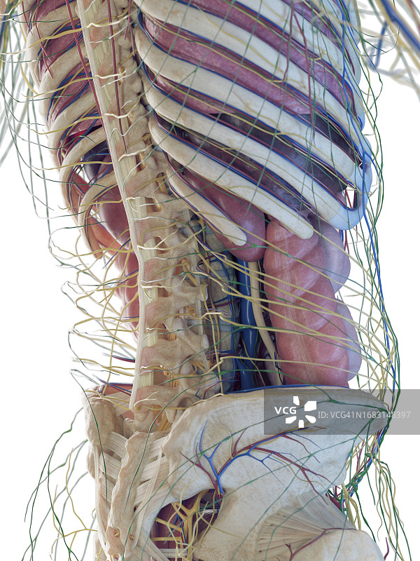 男性腹部器官图图片素材