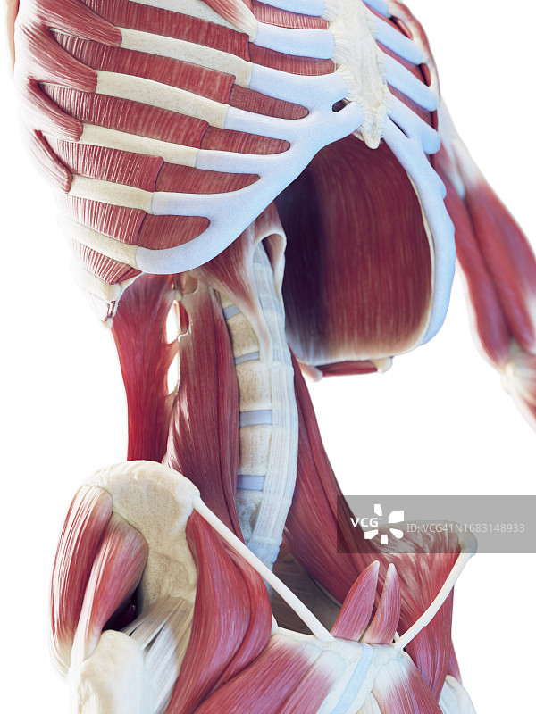 男性深层腹部肌肉插图图片素材