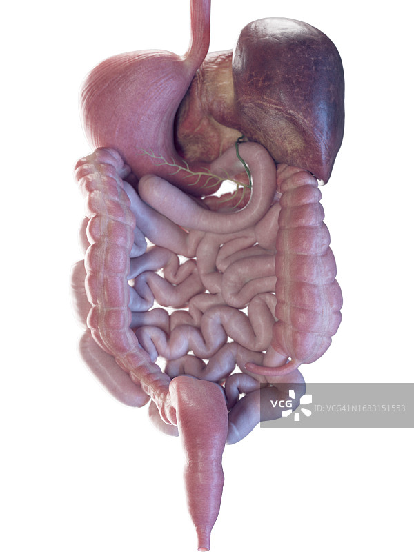 消化系统图示图片素材
