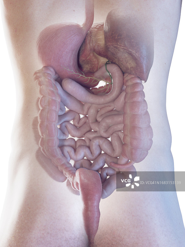 男性消化系统示意图图片素材