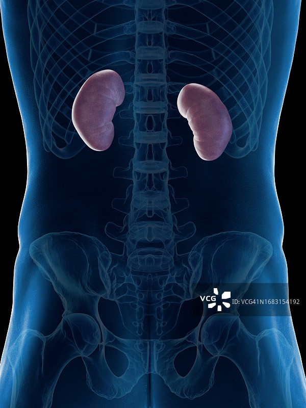 男性肾脏插图图片素材