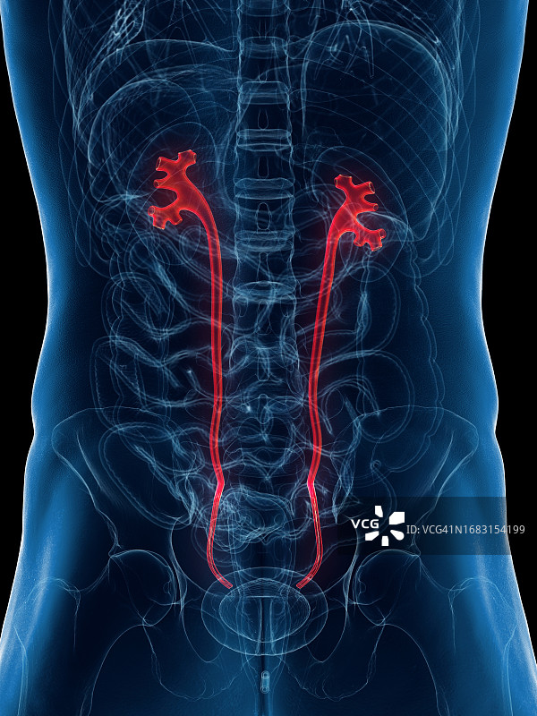 男性输尿管，图示图片素材