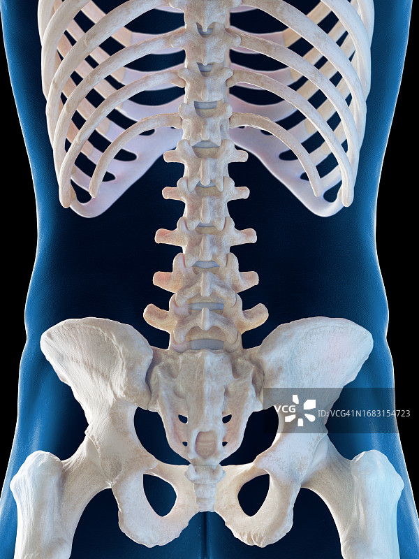 男性骨骼系统，插图图片素材