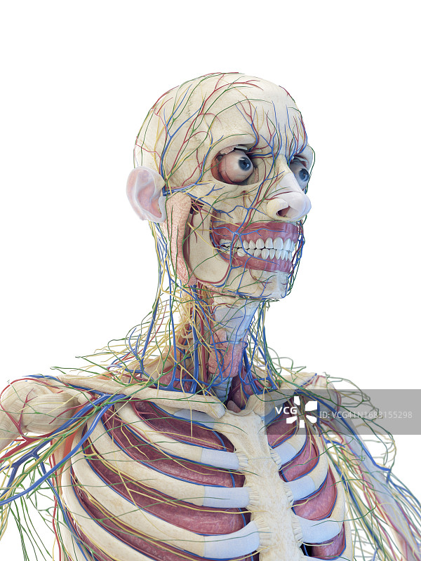 上半身器官插图图片素材