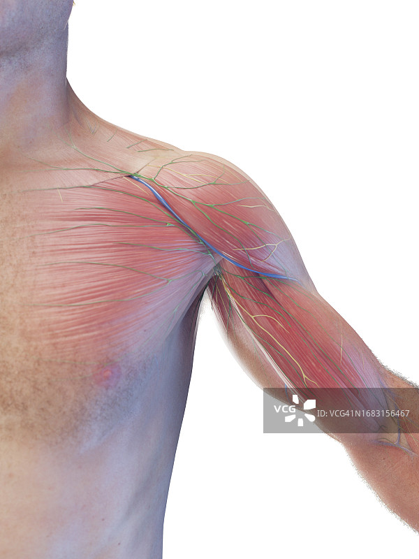 男性躯干肌肉插图图片素材