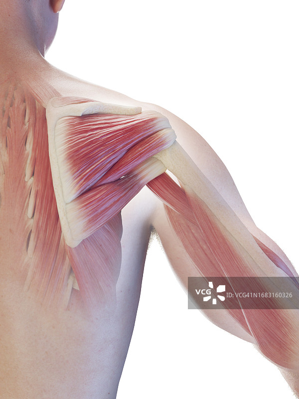 男人背部深层肌肉插图图片素材