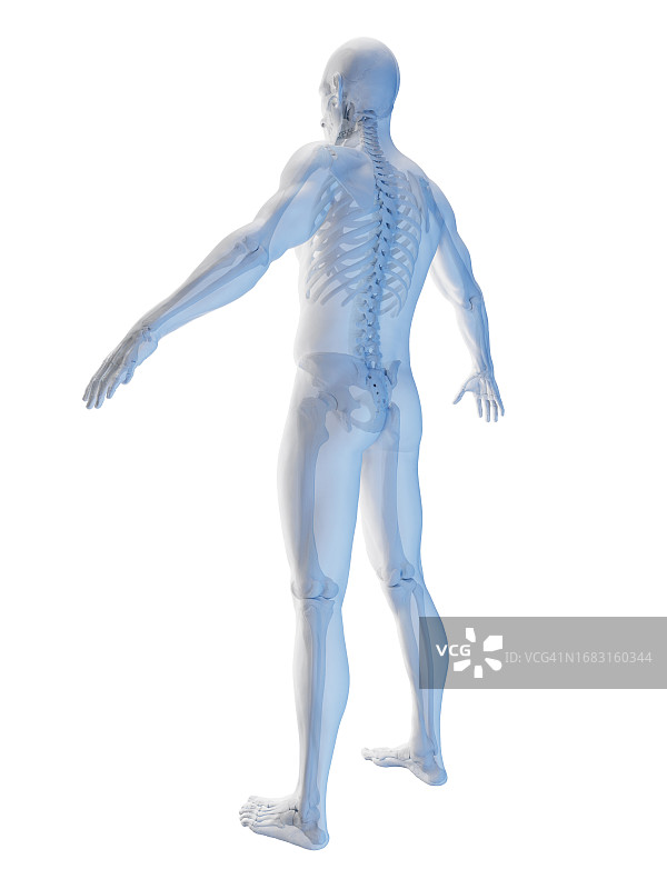 男性骨骼系统，插图图片素材
