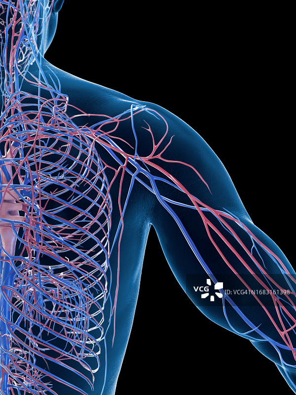 男性心血管系统图示图片素材