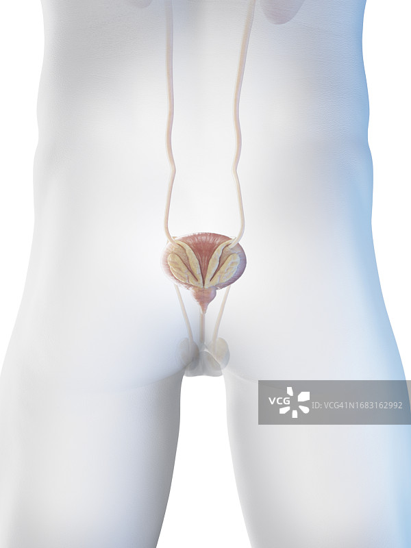 男性下尿路示意图图片素材
