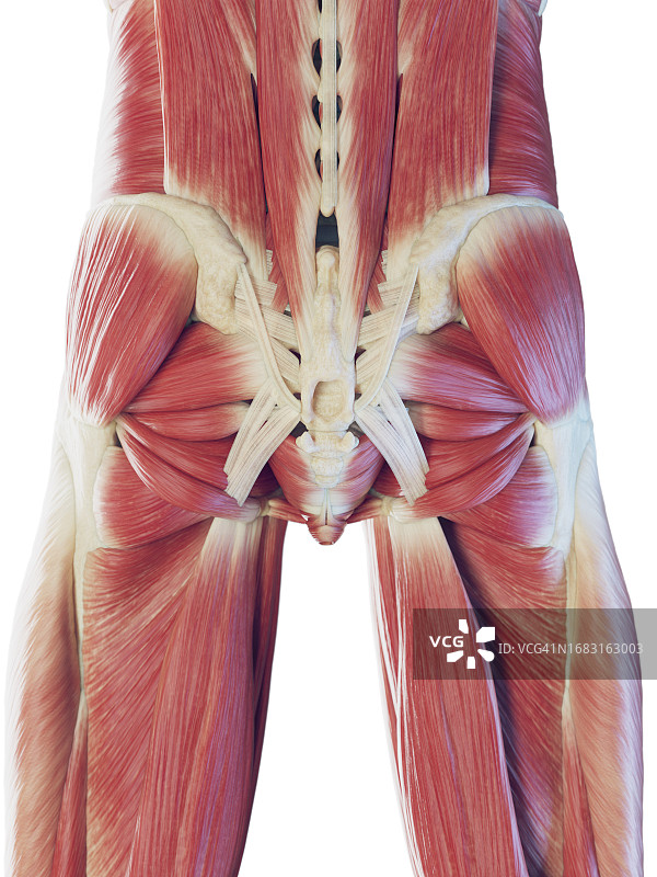 下半身的深层肌肉，图示图片素材