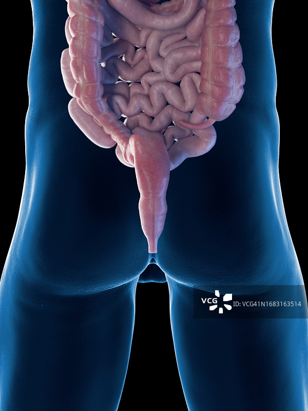 男性肠道和肛门示意图图片素材