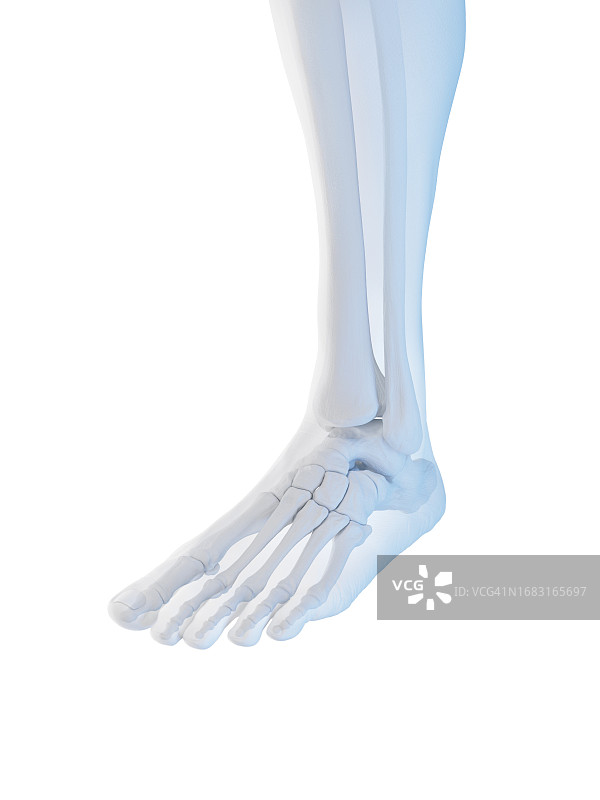 足部骨骼插图图片素材