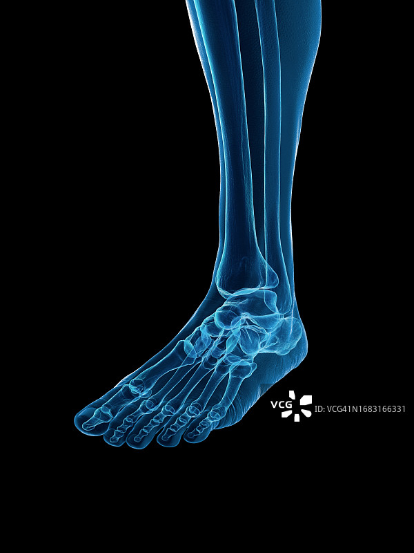 足部骨骼插图图片素材