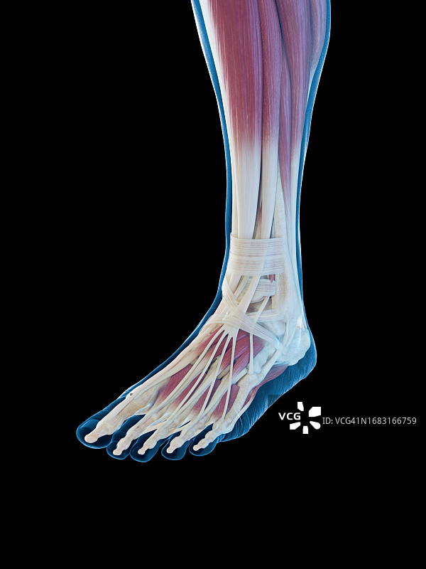 足部肌肉图图片素材