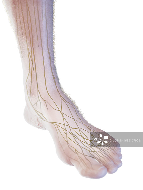 足部神经图解图片素材