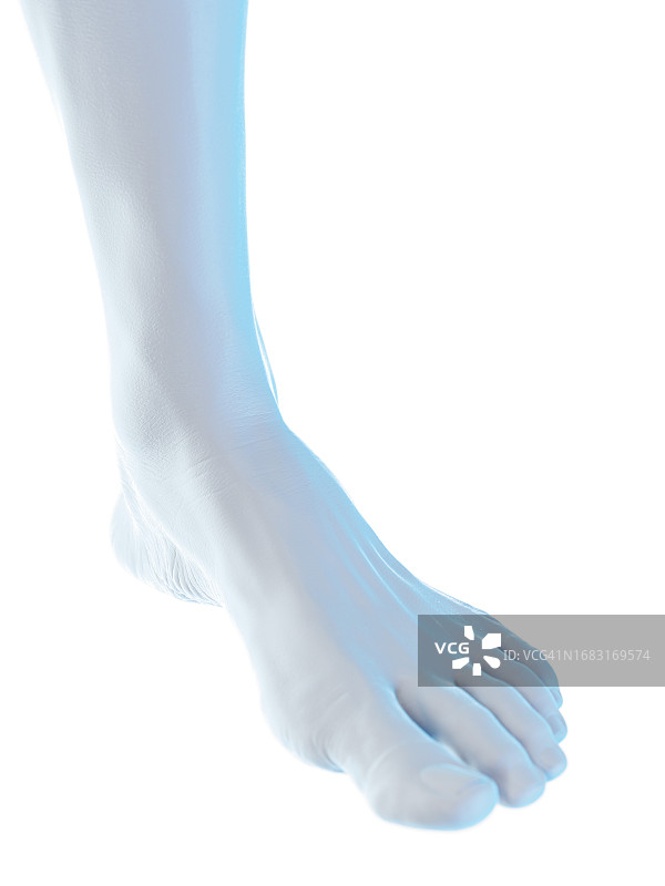 男性足部插画图片素材