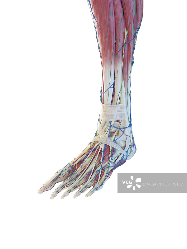 足部结构图示图片素材