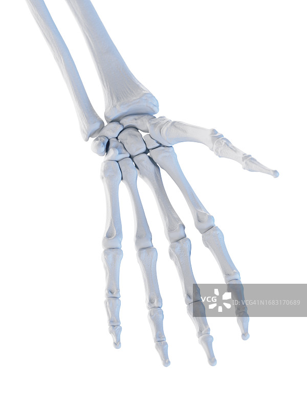 手部骨骼插画图片素材