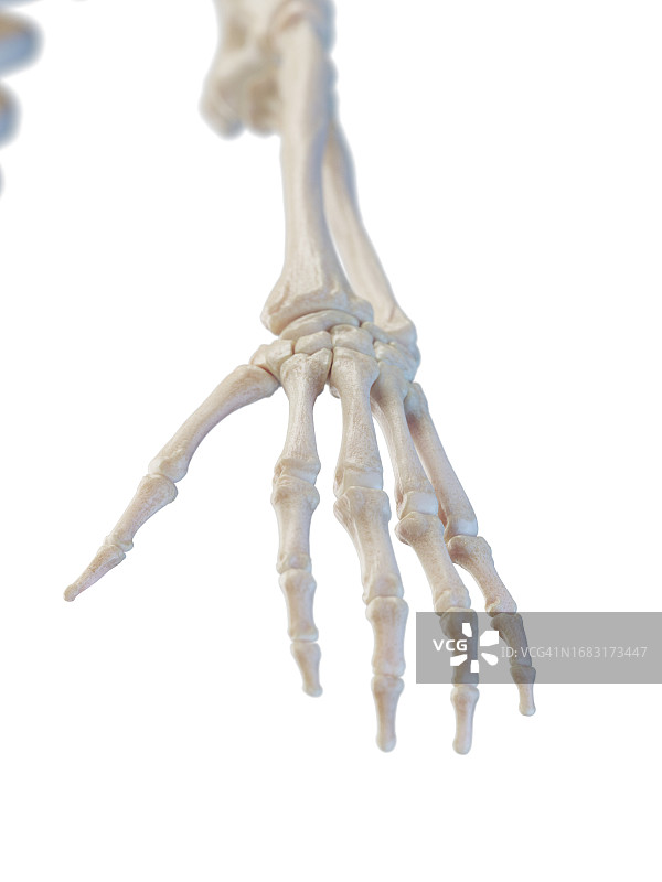 手部骨骼插画图片素材