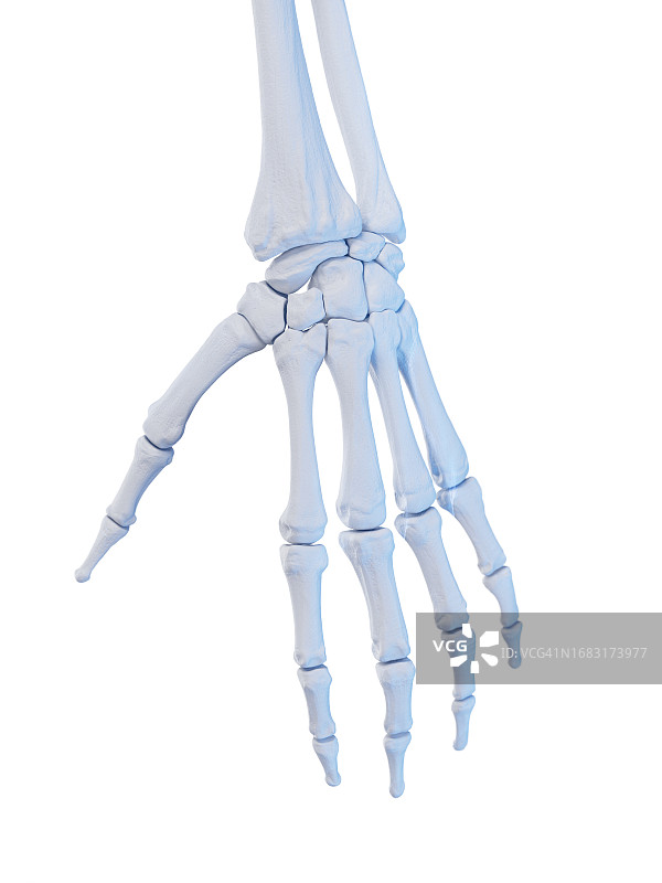 手部骨骼插画图片素材