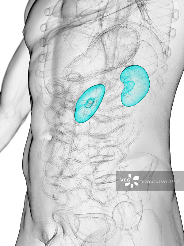 男性肾脏插图图片素材