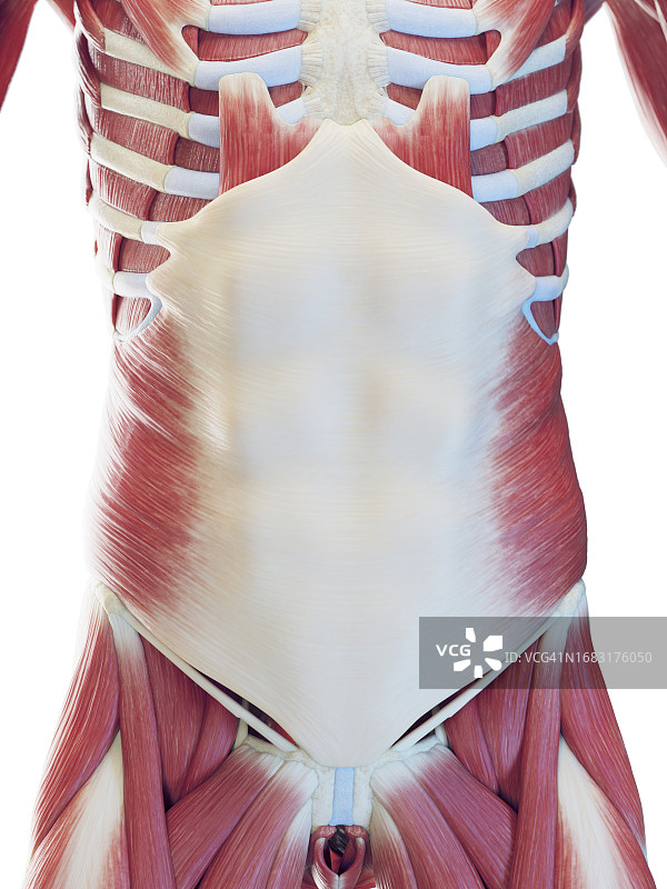 男性腹部肌肉插图图片素材