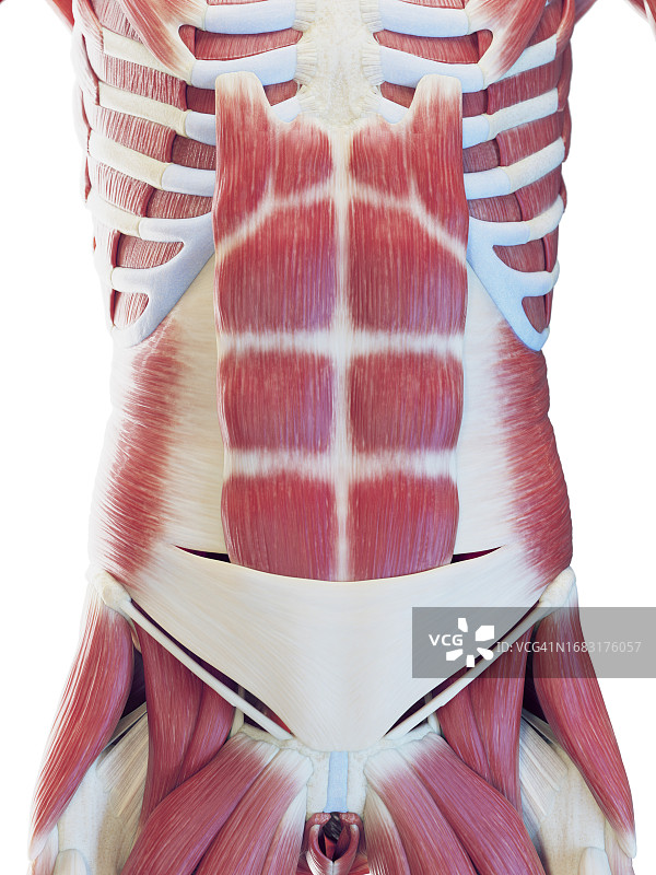男性腹部肌肉插图图片素材