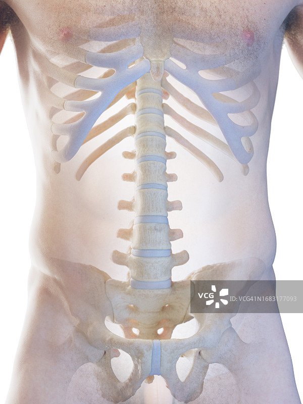 男性骨骼系统，插图图片素材