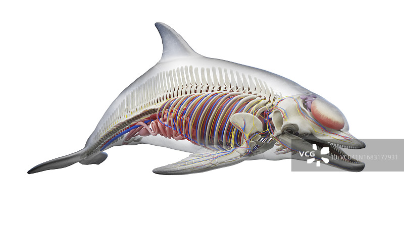 海豚的内脏结构，图示图片素材