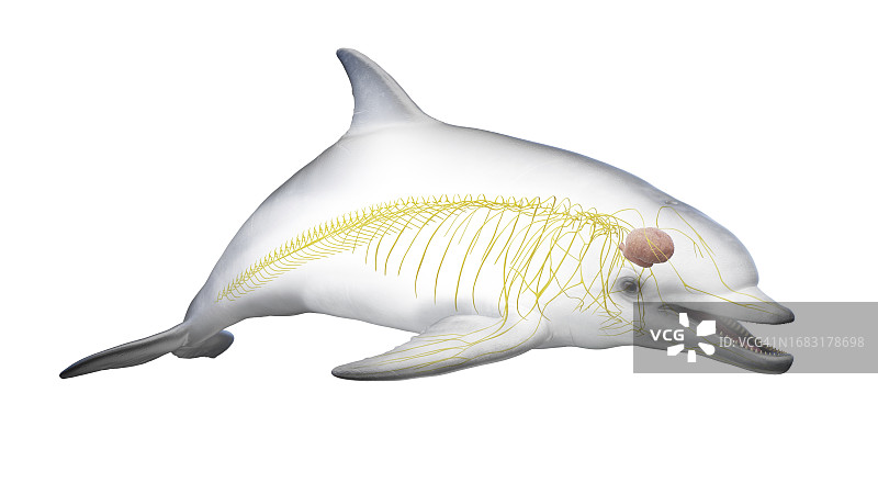 海豚的神经系统图图片素材