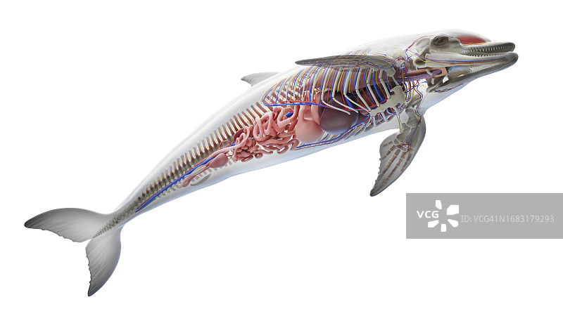 海豚的内脏结构，图示图片素材