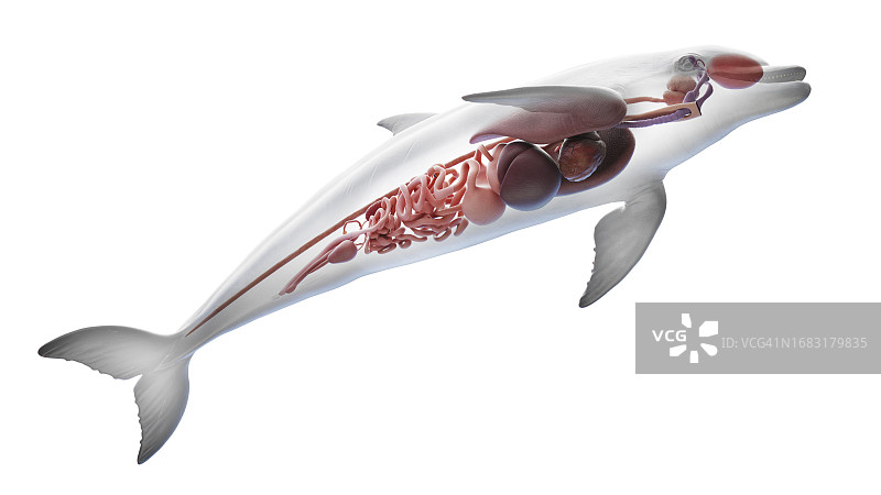 海豚的内脏结构，图示图片素材