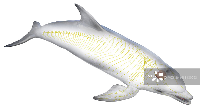 海豚的神经系统图图片素材