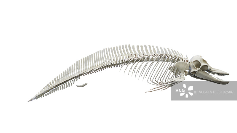 海豚骨骼系统图示图片素材