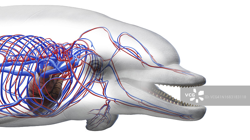 海豚的心血管系统，插图图片素材