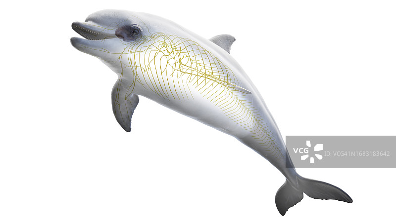 海豚的神经系统图图片素材