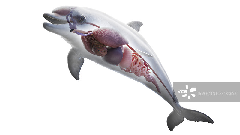 海豚的内脏结构，图示图片素材