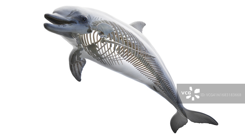 海豚骨骼系统图示图片素材