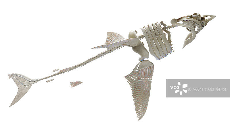 鲨鱼骨骼插画图片素材