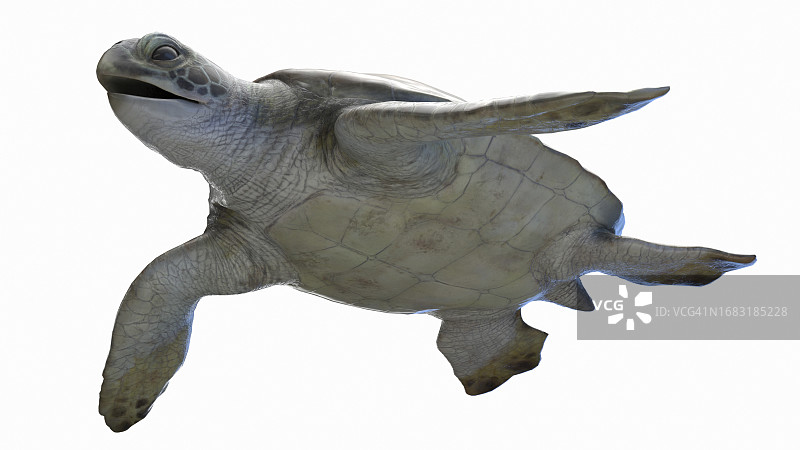 海龟插画图片素材