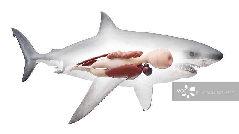 鲨鱼内脏结构图图片素材